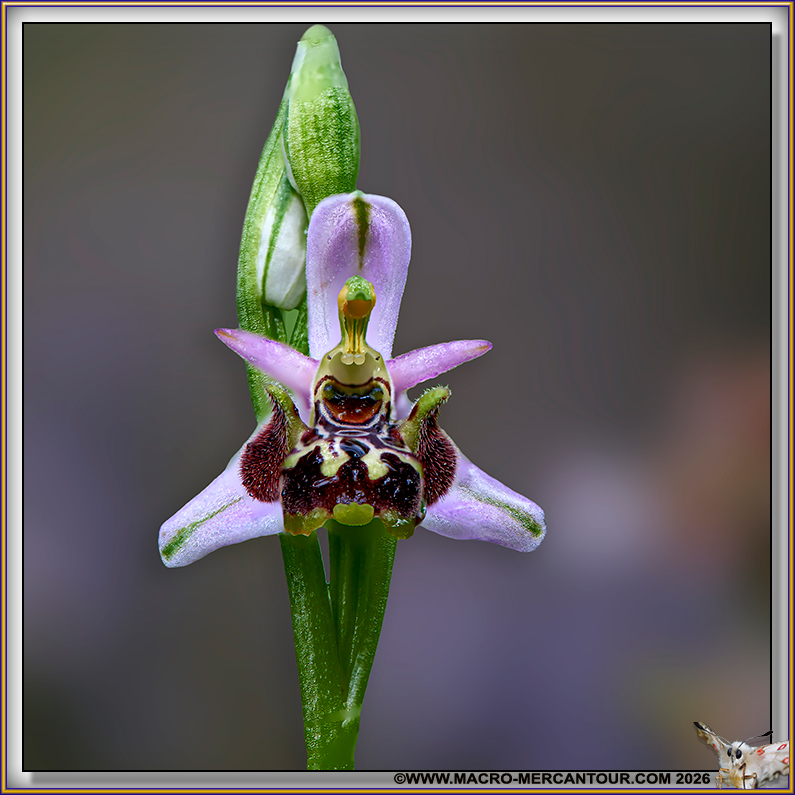 Ophrys Abeille